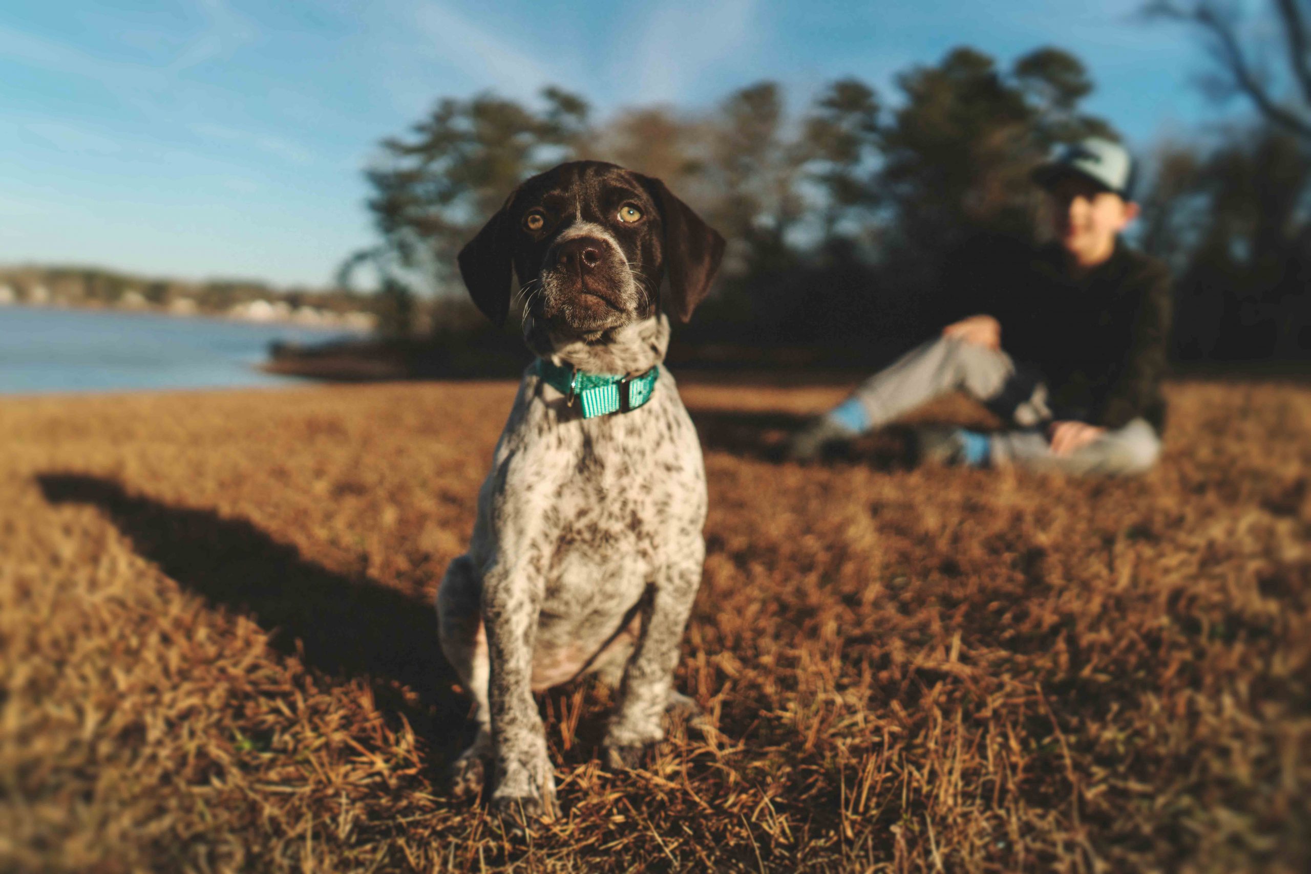 Faut-il choisir un chien adulte ou un chiot ?