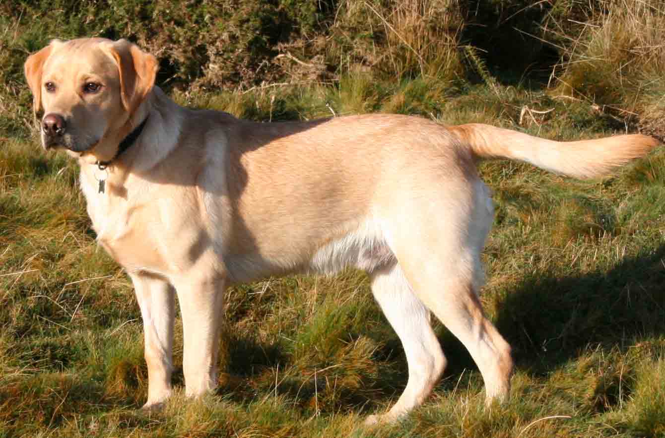 Le labrador construit pour le rapport