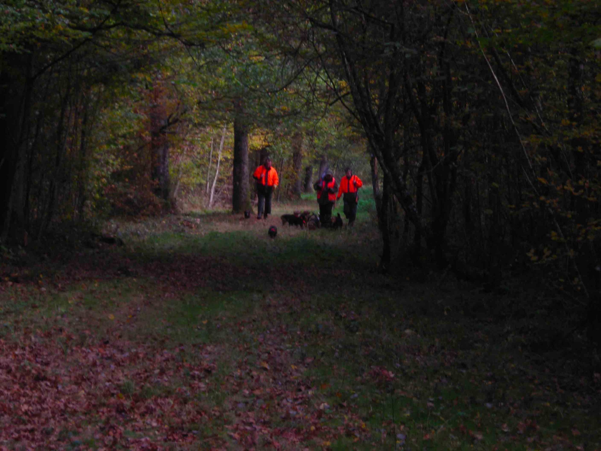Accidents de chasse saison 2020-2021 : mêmes causes, mêmes effets