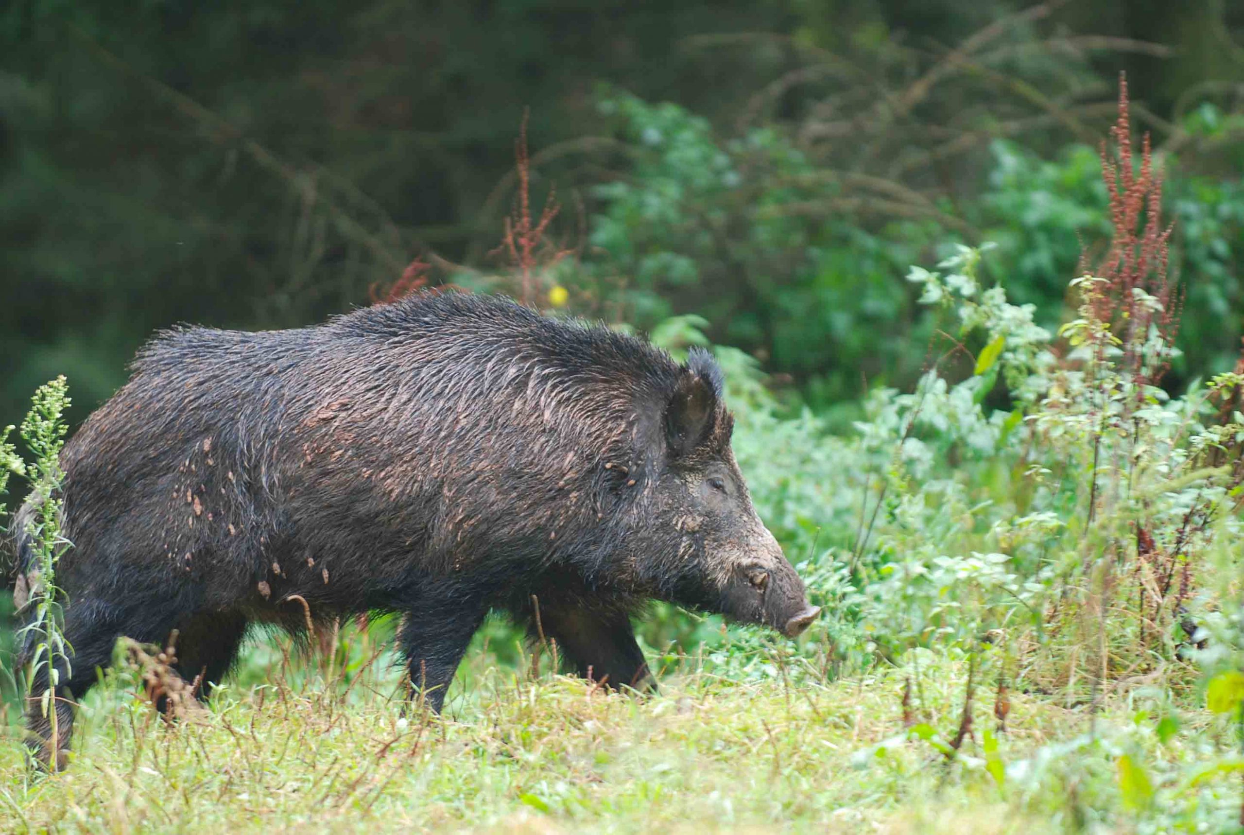 Dégâts des grands animaux : l’État paiera-t-il la facture ?