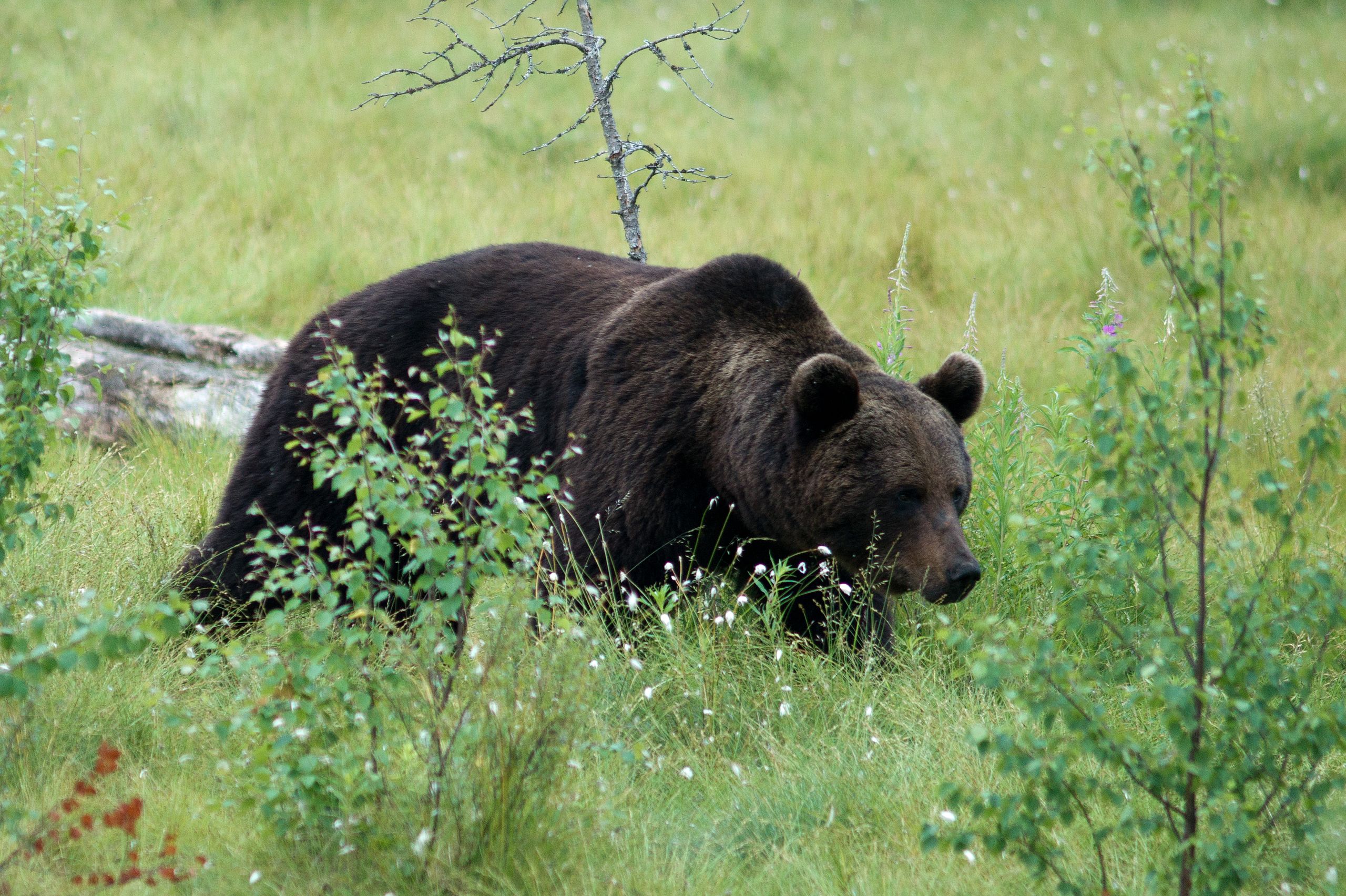 L’ours dans les Pyrénées : une cohabitation impossible ?