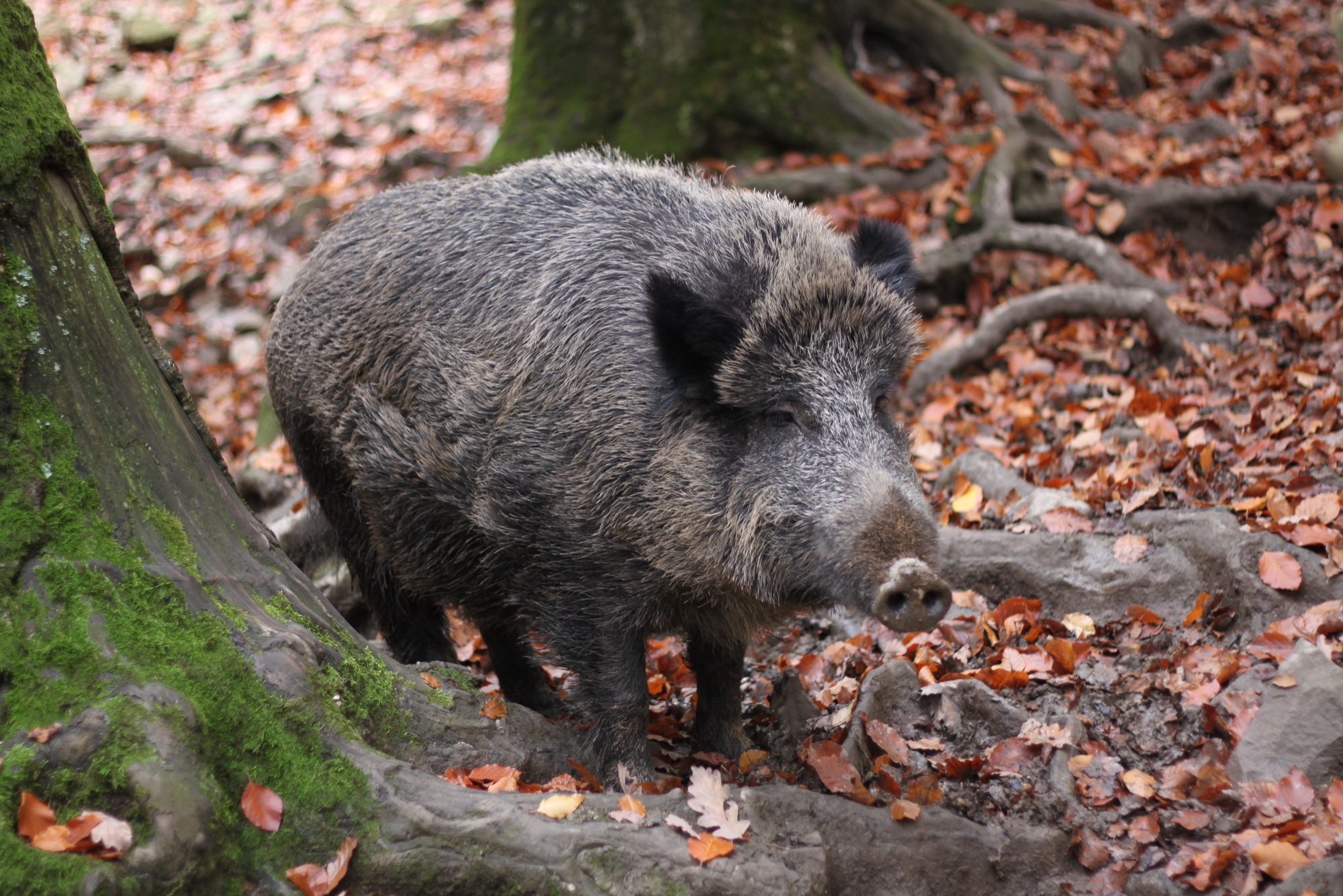 Dans les vallons de l’Ardenne