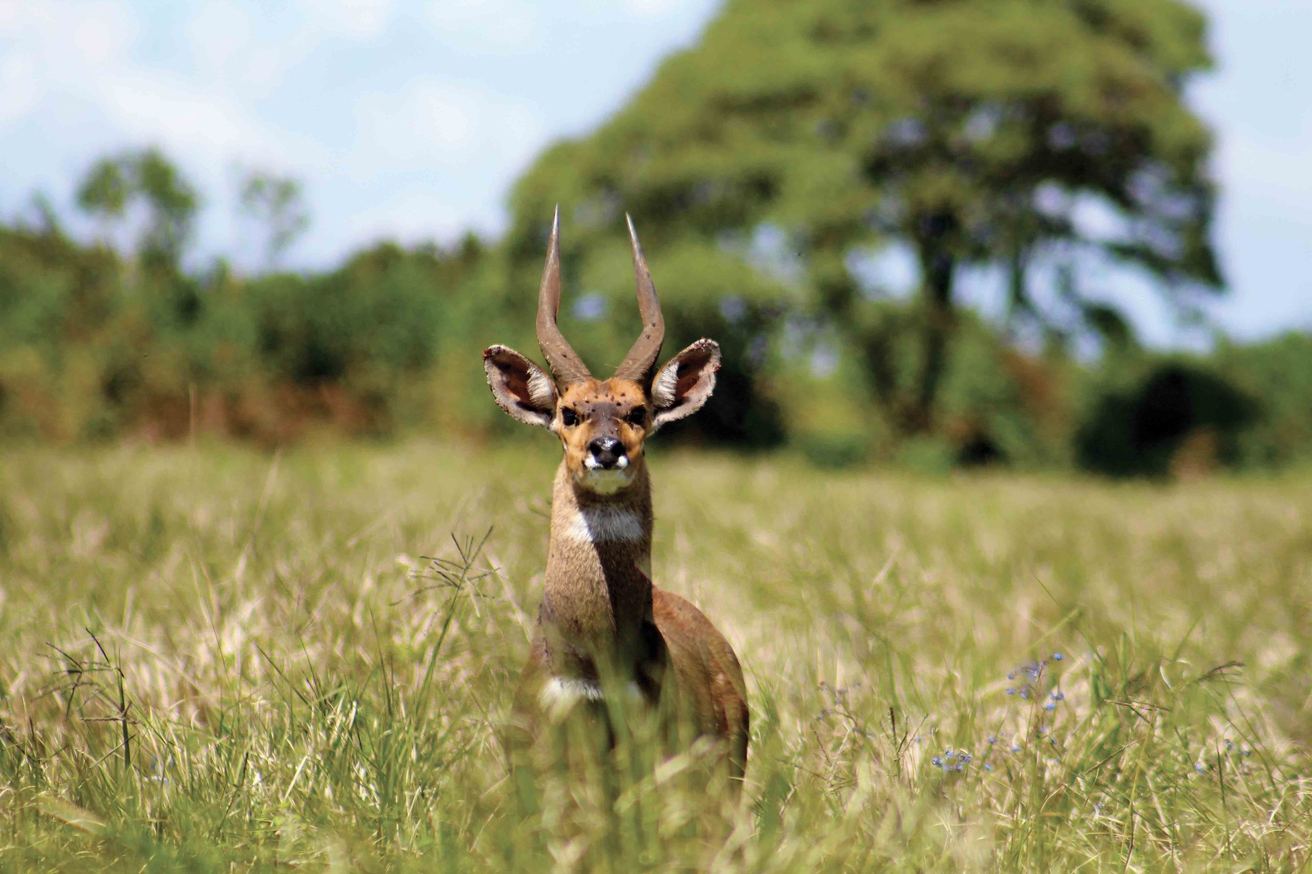 Tanzanie : Au pays masaï, dans les forêts d’altitude
