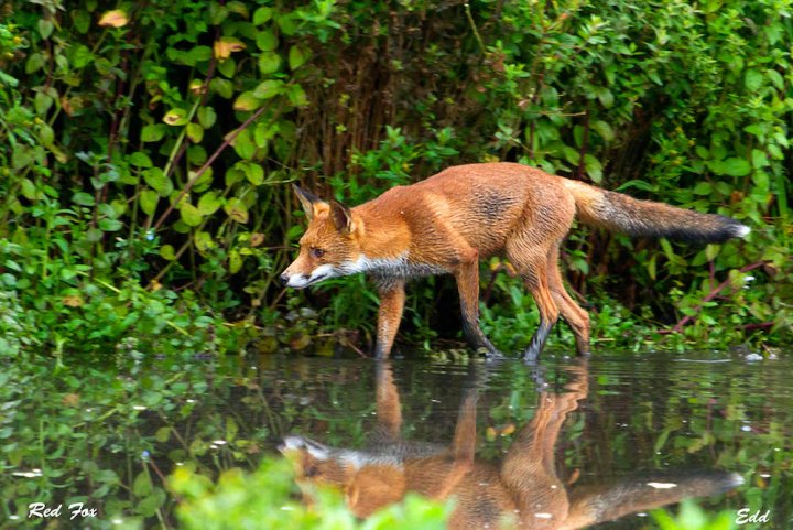 Le renard, ni ange, ni démon