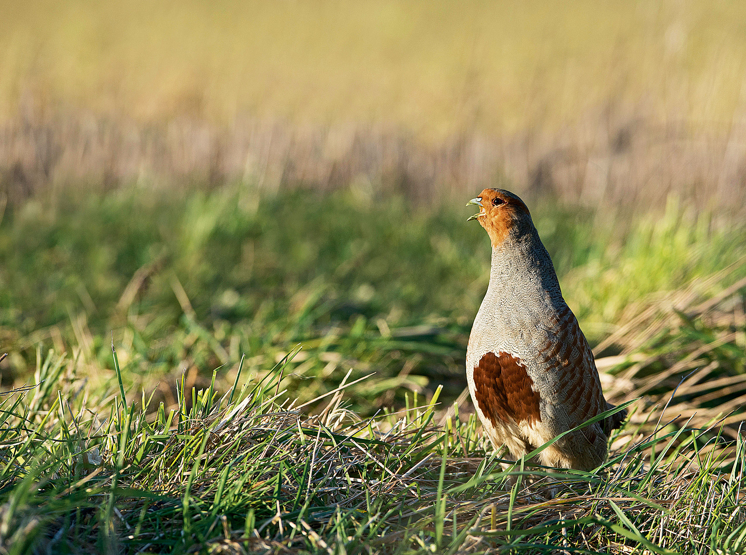 Chasses à la journée Domaine de la Béhotière