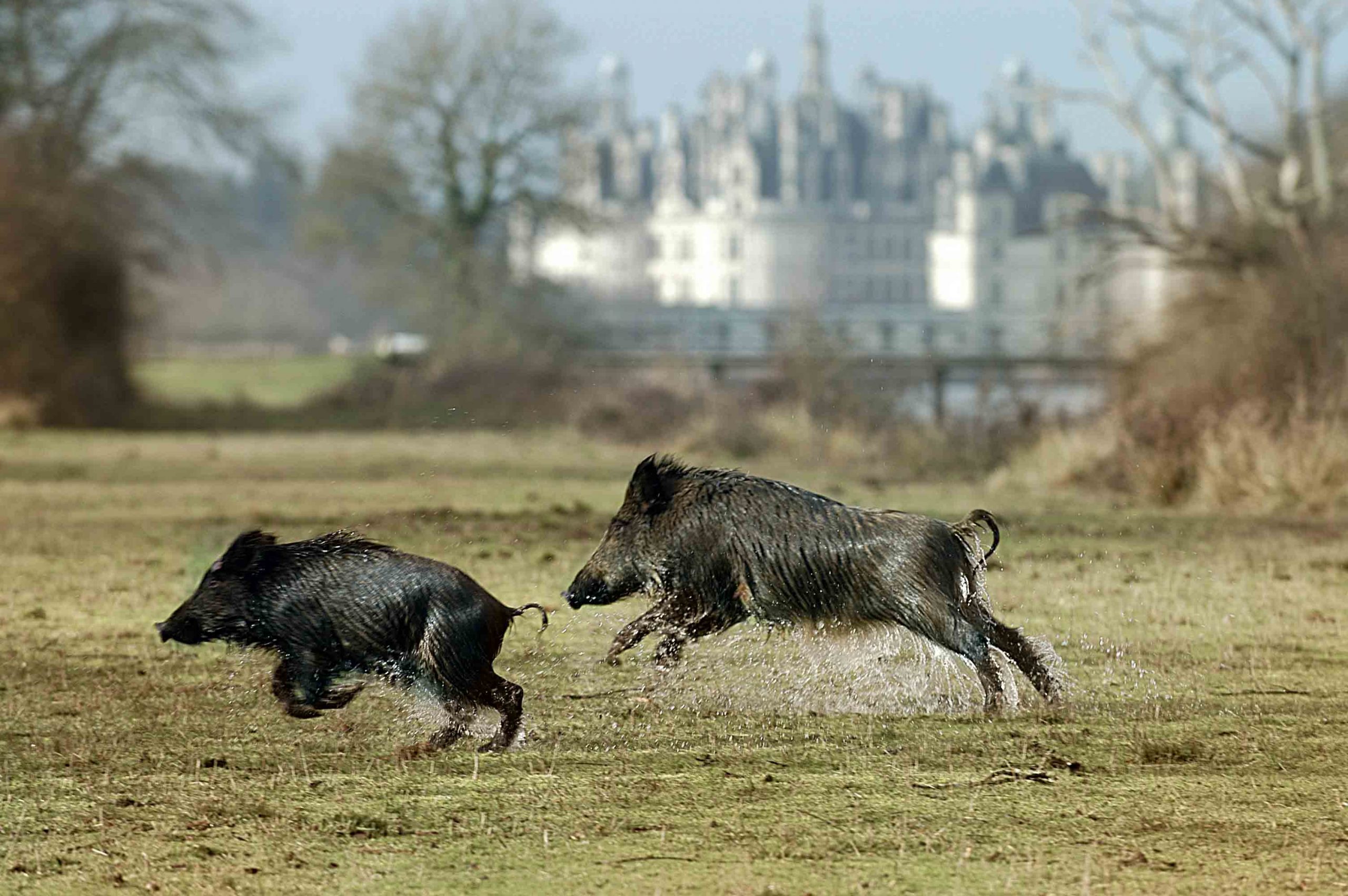 Belles chasses de France : Domaine national de Chambord