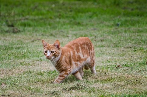 Willy Schraen et la « question du chat. Pourquoi tant de haine ?