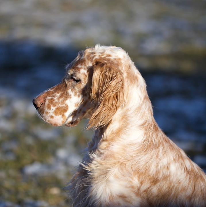 Le setter anglais : si élégant, si populaire
