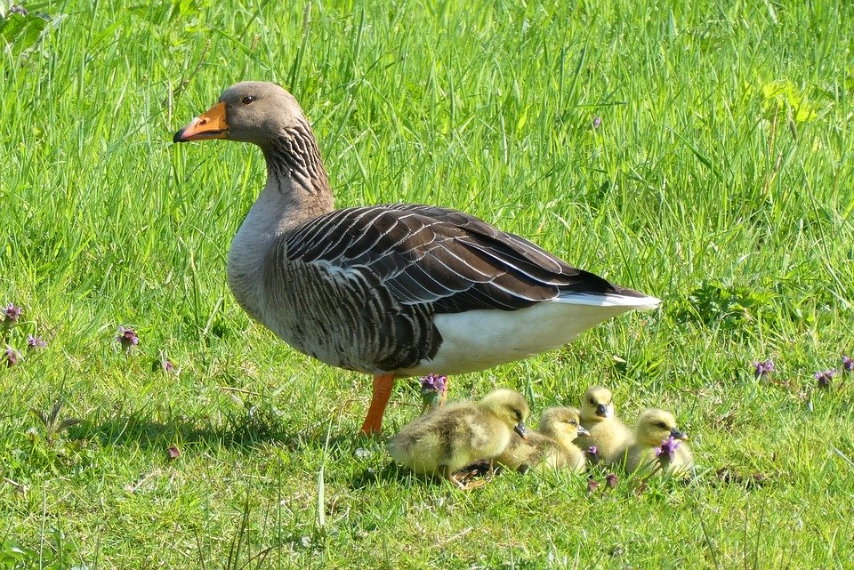 Polémique : la chasse des oies