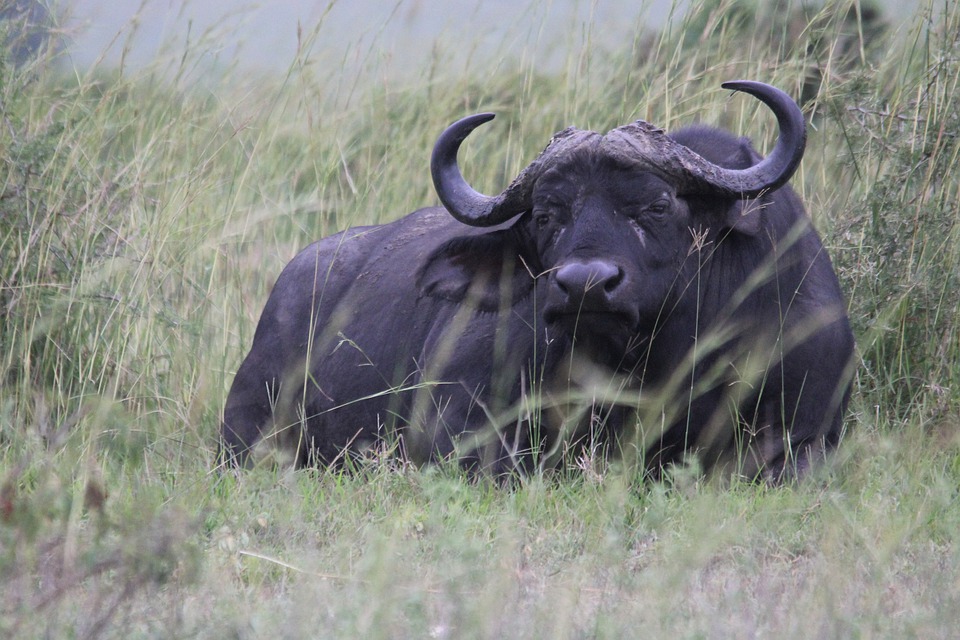Ouganda, buffles d’un autre monde