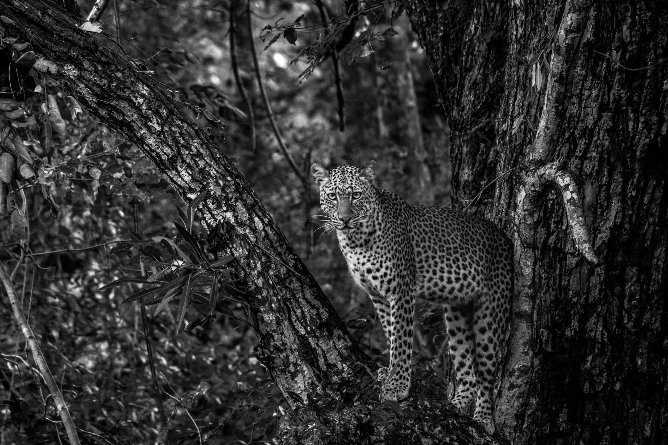 Tim Jandrell : l’essence de la chasse