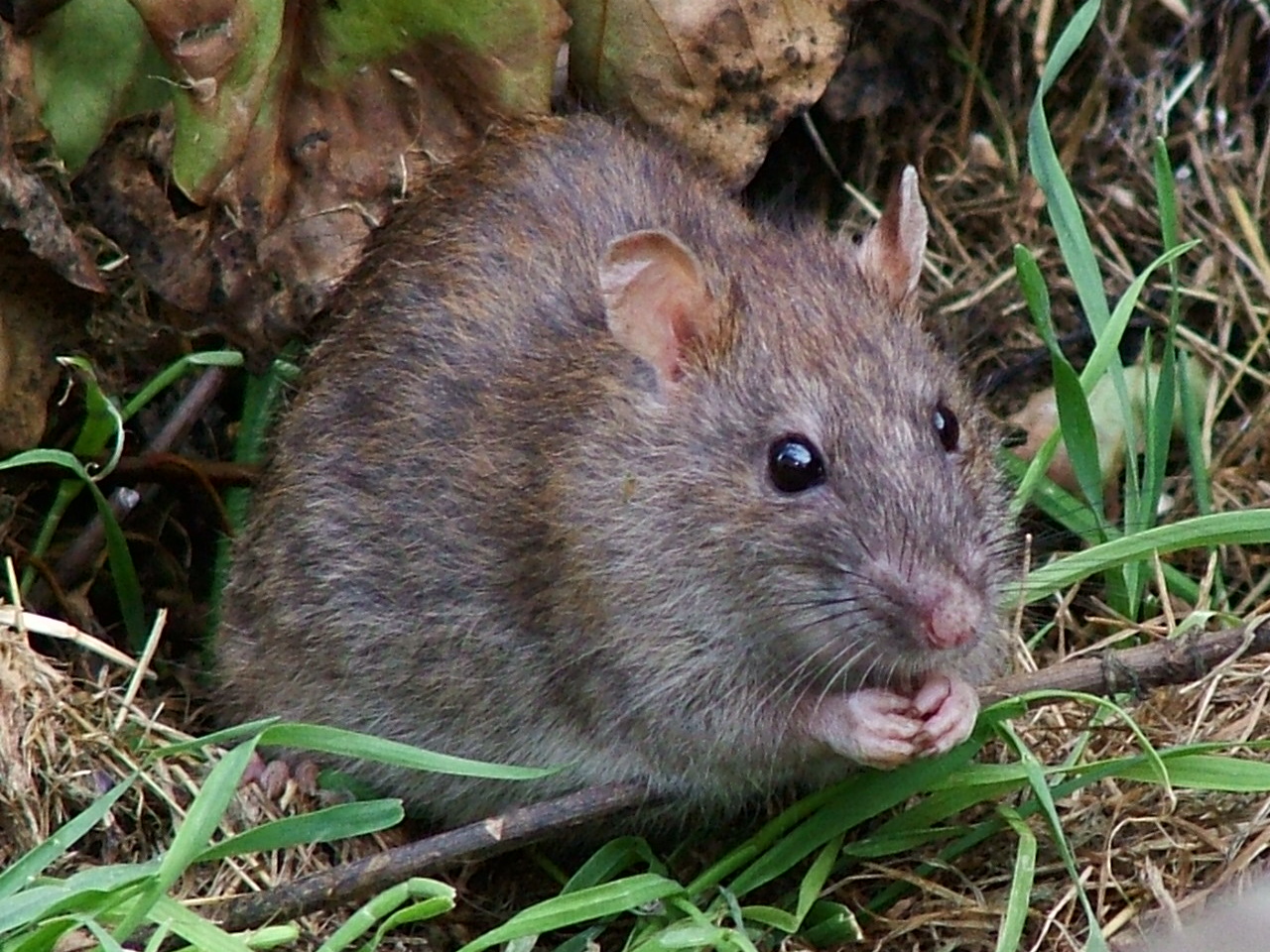 Environnement : le rat, instrument idéologique