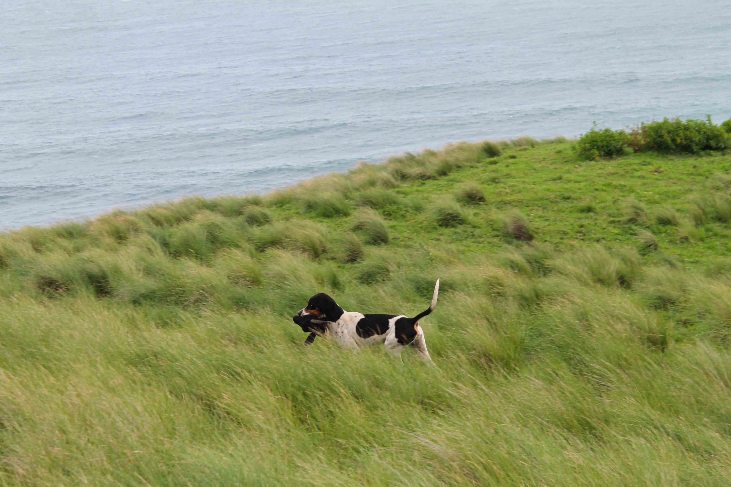 Chiens d’arrêt au gré de l’histoire