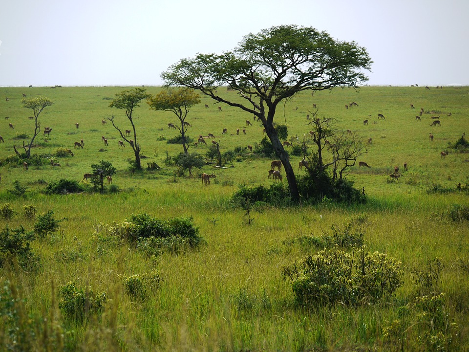 Les couleurs de l’Ouganda
