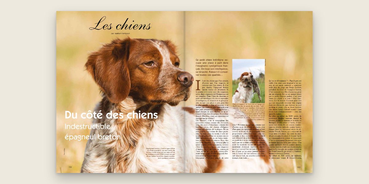 Double page « Les chiens » du numéro 104, pages 102 et 103 : l'épagneul breton