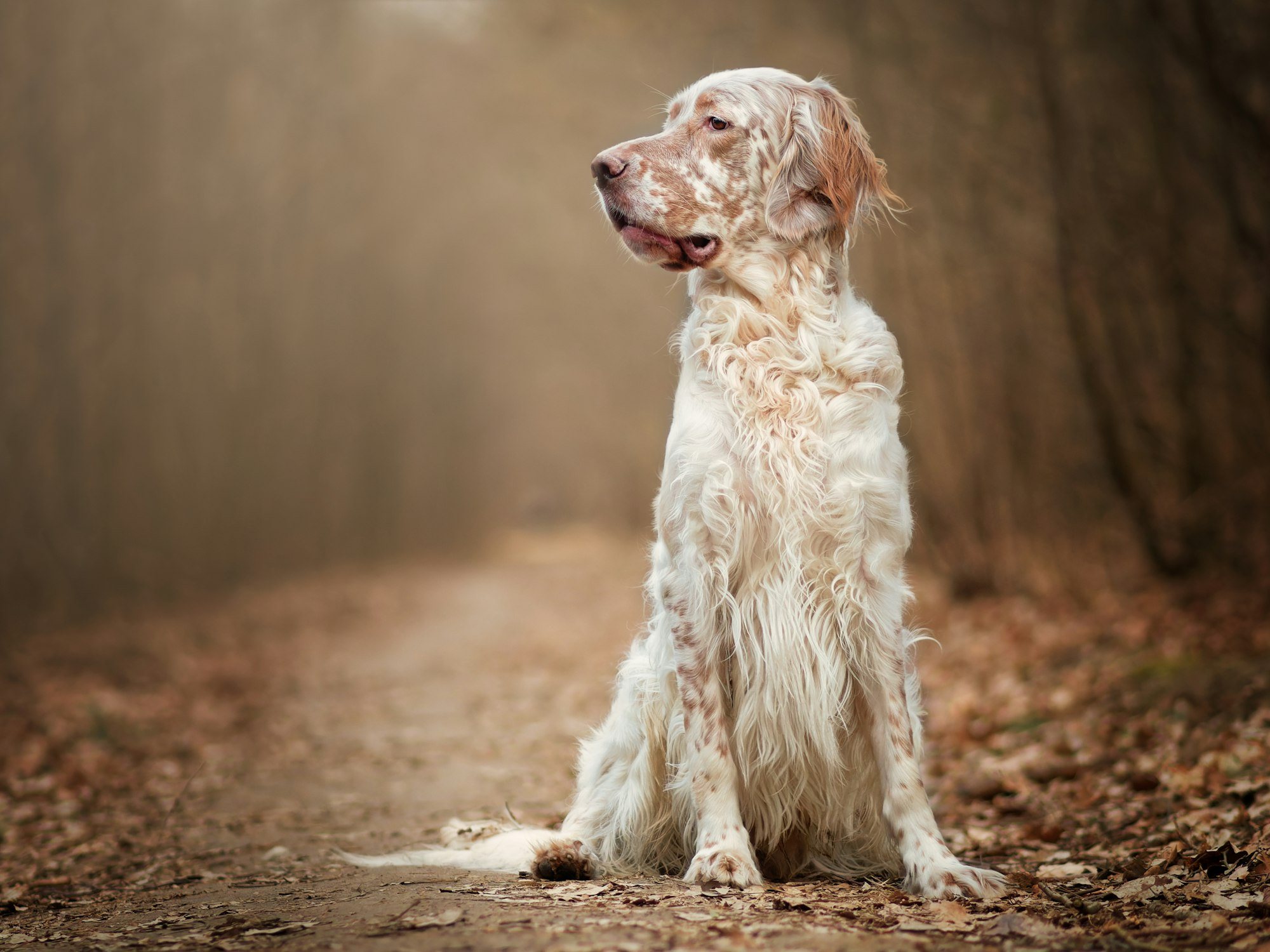Un setter anglais assis sur un chemin forestier en automne